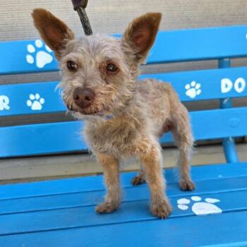 DIMITRI -  Schnauzer Dog Available for Adoption in Long Beach, California - DIMITRI | PetCurious