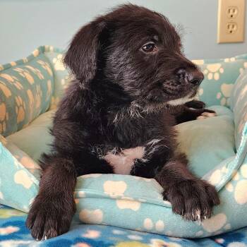 Jeffineas -  Labrador Retriever and Poodle Dog for Adoption in Cincinnati, Ohio - Jeffineas | PetCurious