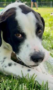 Great Dane Dogs Available for Adoption in Parkville, Missouri - Kringle | PetCurious