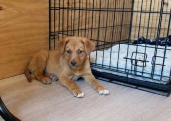 Mixed Breed Dogs Available for Adoption in Fort Worth, Texas - Bubbles Bones | PetCurious