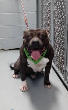 Rescue American Bully Dogs for Adoption - PHAT BOY | PetCurious