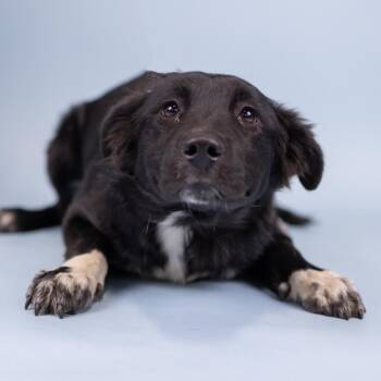Mixed Breed Dogs Available for Adoption in Portland, Oregon - Chonker | PetCurious