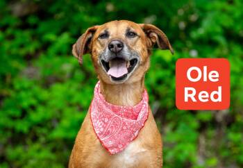 Hound and Mountain Cur Dogs Available for Adoption in Sevierville, Tennessee - Ole Red | PetCurious