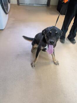 Labrador Retriever Dogs Available for Adoption - Lil Smokie - Bean | PetCurious