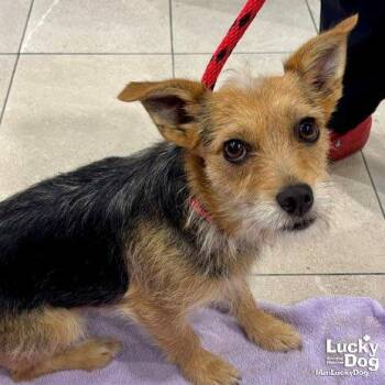 Chikis -  Terrier Dog for Adoption in Washington, District Of Columbia - Chikis | PetCurious