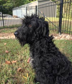 Guinness -  Labrador Retriever Dog for Adoption in Kimberlin Heights, Tennessee - Guinness | PetCurious