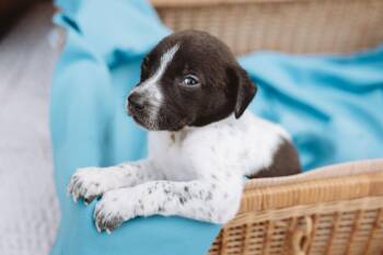 Pointer and Labrador Retriever Dogs Available for Adoption in Oak Ridge North, Texas - Rodeo | PetCurious