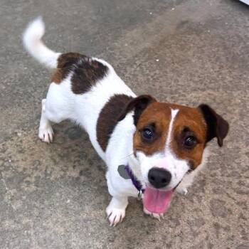 Rupert -  Jack Russell Terrier and Mixed Breed Dog for Adoption in Woodinville, Washington - Rupert | PetCurious