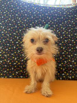 Peanut -  Chihuahua Dog for Adoption in Upper Sandusky, Ohio - Peanut | PetCurious