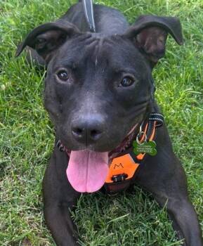 Rescue Pit Bull Terrier Dogs for Adoption in Woodland, California - *SPRINKLE | PetCurious