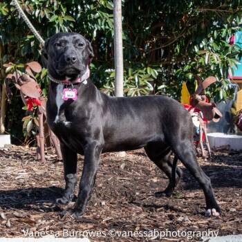 Black Labrador Retriever Dogs Available for Adoption - Belle | PetCurious