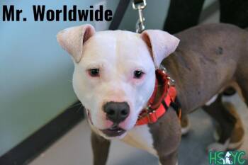 Mixed Breed and Terrier Dogs Available for Adoption in Fort Mill, South Carolina - Mr. Worldwide | PetCurious