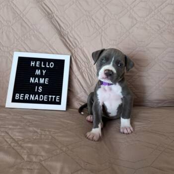 BERNADETTE -  Pit Bull Terrier Dog for Adoption in Camarillo, California - BERNADETTE | PetCurious