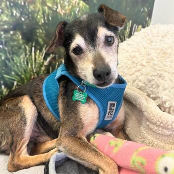 Expo 14106 -  Terrier Dog for Adoption in San Francisco, California - Expo 14106 | PetCurious