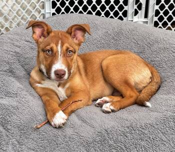 Rumi -  Shepherd and Collie Dog for Adoption in Boulder, Colorado - Rumi | PetCurious