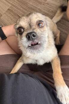 Pomeranian Dogs Available for Adoption in Bonifay, Florida - Poppy | PetCurious