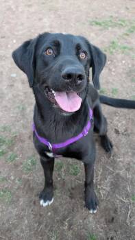 Black Labrador Retriever Dogs Available for Adoption in Hollis, New Hampshire - Clark  | PetCurious
