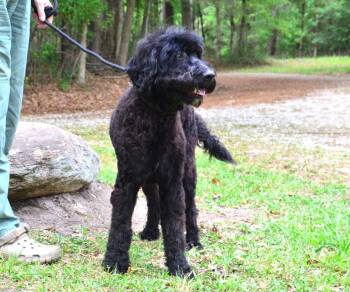Labrador Retriever Dogs Available for Adoption in Willingboro, New Jersey - Jackson | PetCurious