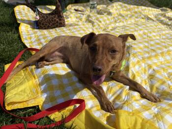 Pieces -  Chihuahua and Anatolian Shepherd Dog for Adoption - Pieces | PetCurious