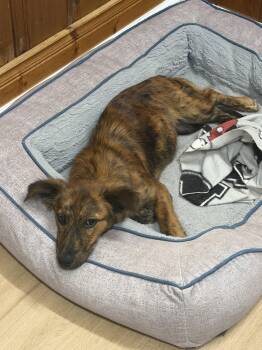 Jinx -  Dachshund and Collie Dog for Adoption in Raleigh, North Carolina - Jinx | PetCurious