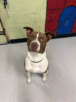 Pit Bull Terrier and Mixed Breed Dogs Available for Adoption in Indianapolis, Indiana - MITCHIE | PetCurious