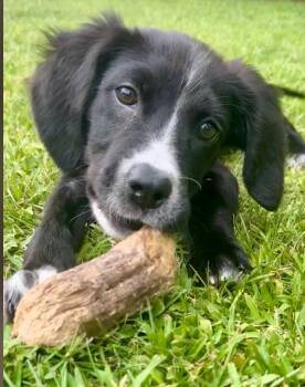 Eve -  Border Collie Dog for Adoption in Pensacola, Florida - Eve | PetCurious
