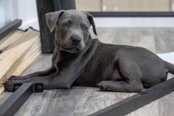 Gus (Shyann Litter) -  Labrador Retriever and Pit Bull Terrier Dog for Adoption in Mt. Juliet, Tennessee - Gus (Shyann Litter) | PetCurious
