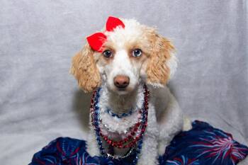 Rescue Miniature Poodle Dogs for Adoption in Neosho, Missouri - Livvy | PetCurious