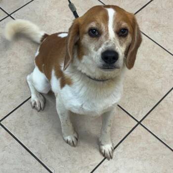 Nelson -  Beagle Dog for Adoption in Birmingham, Alabama - Nelson | PetCurious