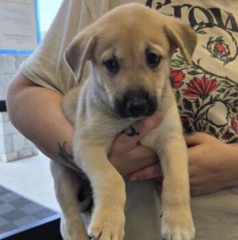 DeStefano / Charles -  Labrador Retriever and Mixed Breed Dog for Adoption in Broomfield, Colorado - DeStefano / Charles | PetCurious