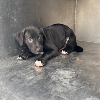 Mixed Breed Dogs Available for Adoption in Springtown, Texas - CSAS-Stray-846 | PetCurious