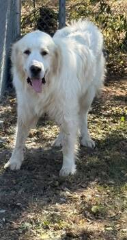 Rescue Great Pyrenees and Mixed Breed Dogs for Adoption in Fort Worth, Texas - Prince | PetCurious