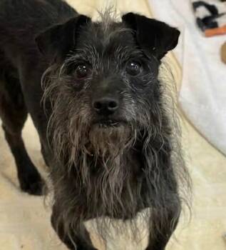 Wirehaired Terrier Dogs Available for Adoption in St. Augustine, Florida - Blackie | PetCurious