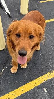 Daphne -  Golden Retriever Dog for Adoption in Saint Clairsville, Ohio - Daphne | PetCurious