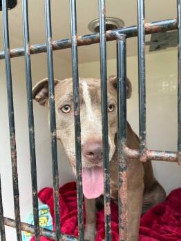 GIRLY -  Mixed Breed Dog for Adoption in Mobile, Alabama - GIRLY | PetCurious