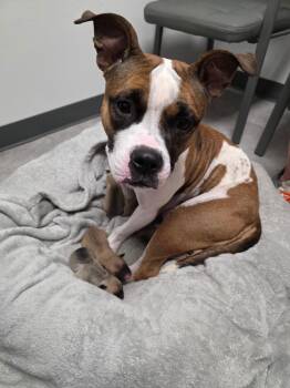 Rescue Beagle and English Bulldog Dogs for Adoption in Dallas, Texas - Coco | PetCurious