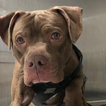 Hershey -  Terrier Dog for Adoption in Des Moines, Iowa - Hershey | PetCurious
