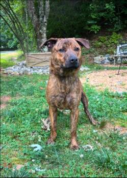 Rescue Pit Bull Terrier Dogs for Adoption in Dahlonega, Georgia - Boo | PetCurious