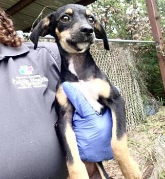 A657365 -  Chihuahua and Rat Terrier Dog for Adoption in Houston, Texas - A657365 | PetCurious