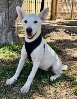 Rescue Labrador Retriever and Black Mouth Cur Dogs for Adoption in San Diego, California - Godiva | PetCurious