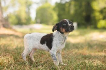 Rescue Chihuahua and Mixed Breed Dogs for Adoption in Gradyville, Kentucky - Petal | PetCurious