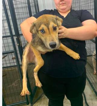 River cs -  Mixed Breed Dog for Adoption in Columbia, Maryland - River Cs | PetCurious