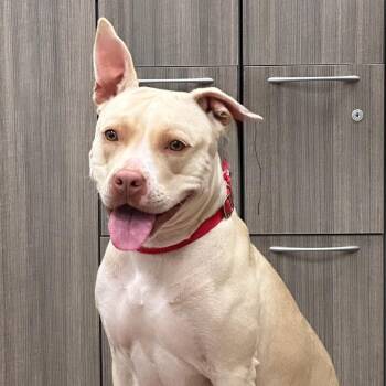 Rescue Pit Bull Terrier Dogs for Adoption in Syosset, New York - Bella | PetCurious