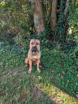Betty -  Cane Corso Dog for Adoption in Maysville, Kentucky - Betty | PetCurious