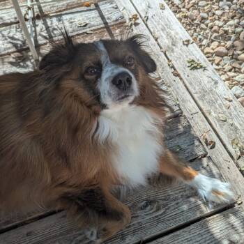 Rescue Australian Shepherd and Mixed Breed Dogs for Adoption in Austin, Texas - Dorothy Emerald | PetCurious