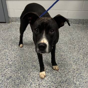 Sweet Girl -  Mixed Breed Dog for Adoption in Greenville, South Carolina - Sweet Girl | PetCurious