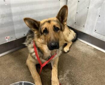 German Shepherd Dog Dogs Available for Adoption in San Bernardino, California - DUSTIN | PetCurious
