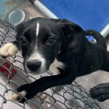 Rottweiler Dogs Available for Adoption in Flagstaff, Arizona -  Theiss | PetCurious