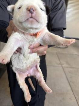 Pit Bull Terrier and Mixed Breed Dogs Available for Adoption in Houston, Texas - A654386 | PetCurious