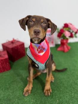 Doberman Pinscher and Labrador Retriever Dogs Available for Adoption - Riley | PetCurious